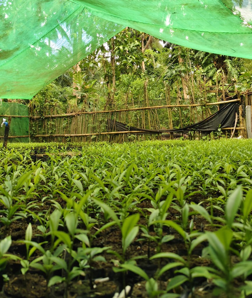 agarwood seedlings