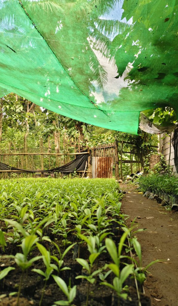 lapnisan seedlings