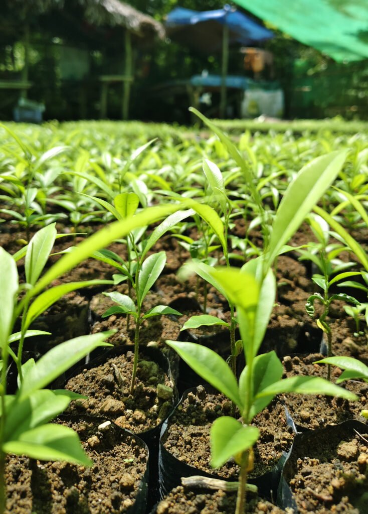 agarwood seedlings
